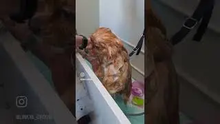 🐾 Груминг шпица #grooming #грумер #животные #собака #dog #groomer #catgrooming #грумингсобак #groom