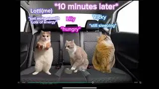 If me and my friends went on holiday to Australia(cat version) part 3 final