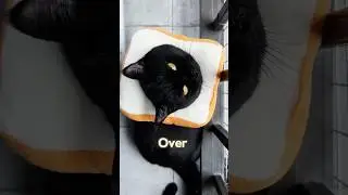 Lucky little black cat #rescue #shorts #love #animals #pets #cat