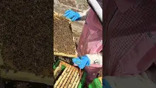 My 4th beehive - 7 frames of capped honey 🍯@beekeepingVeronika