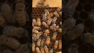 Эта пчелиная королева откладывает яйцо!