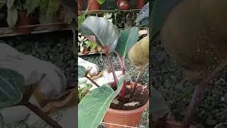 How to propagate Giant Red Congo Philodendron.  😍