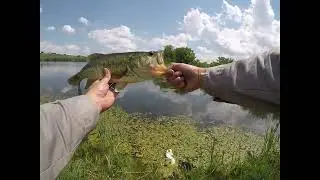 These Bass Were Hungry!