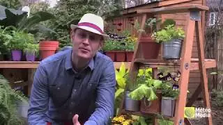 Albert Mondor, le Jardinier branch&eacute;: escabeau v&eacute;g&eacute;tal comestible