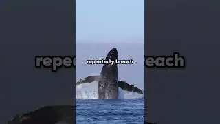 How whales get rid from the barnicales.