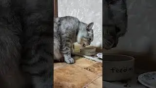 Был бы повод, а скандал неизбежен #юмор #веселыекоты #cat #прикольныекоты #кот #видосыоткота #прикол