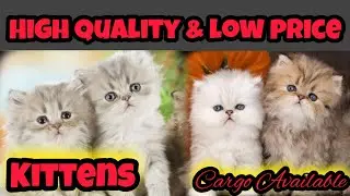 Persian cats | High quality cats in college road rawalpindi. #cats #persioncat #viralvideos