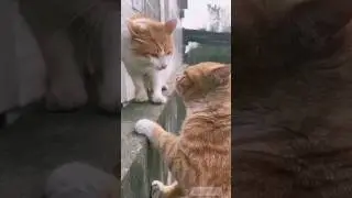 Amazing Cats Funny Fighting | #cat #cutecat #funnycat #catfight #funny #shorts #viral #usa #fyp