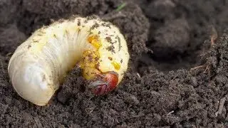 May Bug Larva in Soil | Stock Footage - Videohive