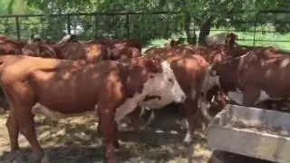 Polled Hereford Pairs and Breds!!