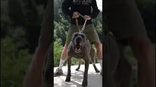 Aggressive BANDOG dog transformation 😈🧐 #shorts #jaishreeram 🚩(2m+)