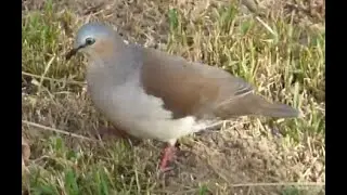 Grey-fronted dove (leptotila rufaxilla).