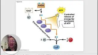 BIO 101 Chapter 6 Power Point   How Cells Harvest Chemical Energy