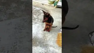 Funny Dog Gestures You Won&rsquo;t Believe #funnydogs #dogs #shorts