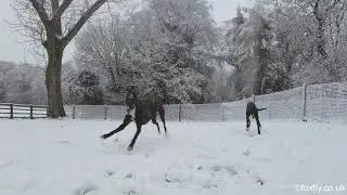 Greyhounds playing in the Snow