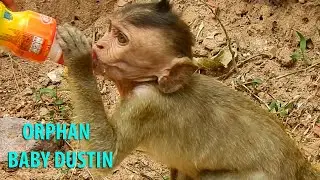 Poor orphan baby Dustin feel hungry & get milk from our kind team after loosing mum Diamond