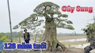 Thăm vườn cây cảnh TRẦN TÚ nhiều cây cảnh đẹp độc đáo RẤT QUÝ. ĐT 0978130834