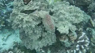 Cuttlefish illustrating its incredible colour and texture changing abilities