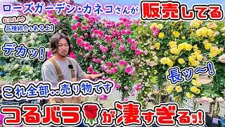 これは見事な!つるバラです🌹【おススメ♪長尺のバラ苗&バラ新苗】のご紹介と管理方法!【ローズガーデン・カネコさん】