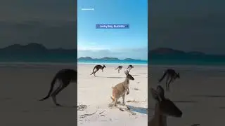 Found the best spot to see kangaroos! 🦘🥰  #travel #australia #kangaroo #beach #animals