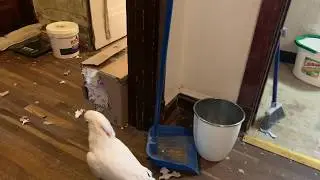 Misha bird is hoarding toilet paper and destroying it!