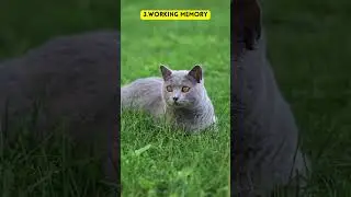 Secrets of Cat Memory: Four Types That Surprise