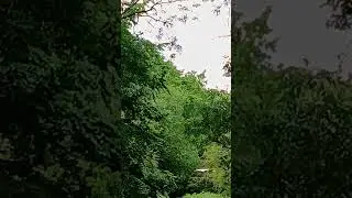 Large White Bird on River Rock (Egret?)