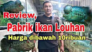 Review, Harga ikan Louhan termurah. Langsung dari Pabrik ikan Louhan. #louhanfish  #ikanlouhankamfa