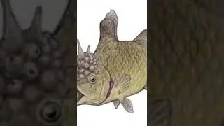 Spec evo poop