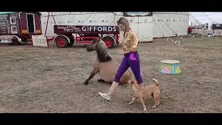 Dog & Pony Show Promo 2025