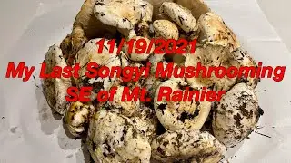 11/19 My last Songyi (Matsutake) mushrooming in 2021. 끝물 송이버섯