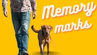 Advanced Duck Dog Training: Memory Marks