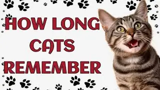 🐾 How Long Can a Cat Remember a Person?