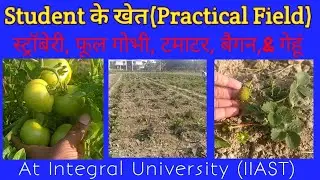 Student के खेत !! Integral University Lucknow