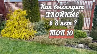ТОП 10 хвойных ! Как выглядят в 8 лет, какие размеры?