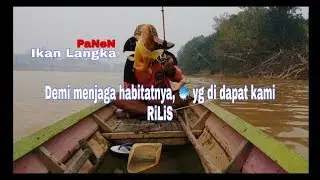 mancing ikan langka lais bamban dan udang galah