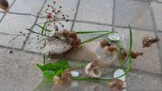Terrestrial Snails living room! #snail #snails #snailpet #pet #petlover #pets #petlovers
