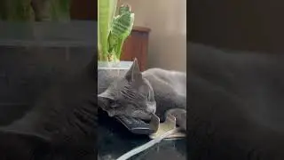 The remote as a  pillow