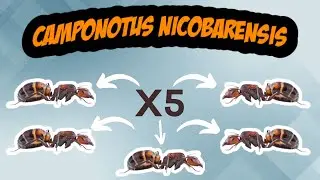 Mettre 5 Reines Camponotus Nicobarensis Dans Un Seul Tube Sa Donne Quoi Au Bout De 2 Mois ?