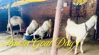 Old Blood Lain Ki Baat Pintoo Bhai Ke Sath Chmbal Hansa Goat 🐐 2025