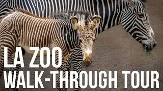 Los Angeles Zoo Walk-Through with Kids | Family Fun at the LA Zoo