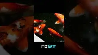 Carp Fish Facts 🐟 | Freshwater Fish #shortscarp fish