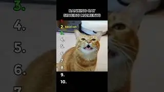 RANKING CAT SINGING MOMENTS