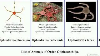 List of Animals of Order Ophiacanthida. ophiacantha ophioderma ophiomitrella ophiarachnella heros