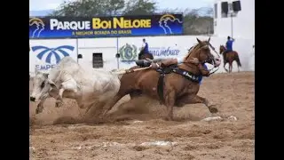 Profissional - Parque Boi Nelore - 2009 - (parte 2)