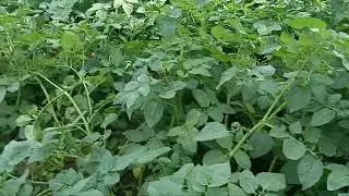 গোল আলু চাষের তথ্য আলোচনা করা হলো 