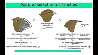 5090 CH 17 INHERITANCE VIDEO 3 SYLLABUS 2023
