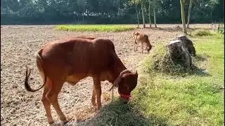 Beautiful Cows Grazing Under the Sun | Relaxing Farm Life in Green Fields
