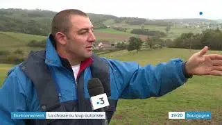 Sa&ocirc;ne-et-Loire : le loup du charolais va pouvoir &ecirc;tre chass&eacute;