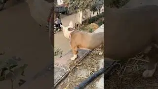 Pitbull dog angry on bike🤓🤓 #petcareprovider #americanbully #angry #shorts #viral #youtubeshorts